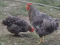 Chickens — photo 2