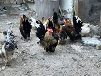 Chickens — 照片 2