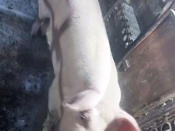 Truie, Porcs