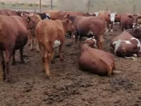 母牛, Red Steppe Cow — 照片 1