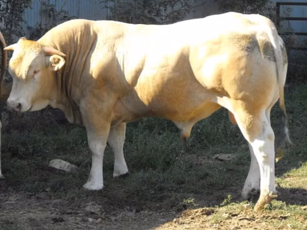 Bull, Blonde d’Aquitane cattle