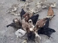 Chickens — फ़ोटो 8