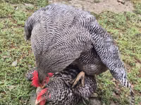 Slovenian Barred Hen — photo 4