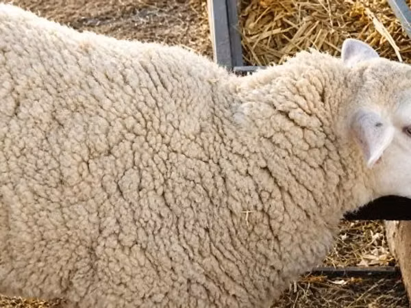 母羊, British  Milksheep