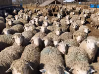 Brebis, Kuibyshev sheep — photo 6