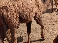 Camels (batch, sex not specified), Kazakh Bactrian camel — photo 6