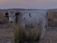 Toro, Vaca kazaja de cabeza blanca — foto 8