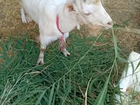 Chèvre, LaMancha goats — photo 3