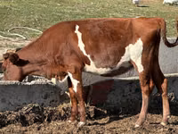 母牛, Cattle — 照片 2