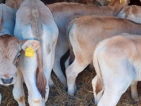 公牛, Simmental cattle