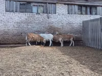 公羊, Katum sheep — 照片 3