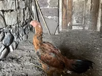 Chickens — Foto 7