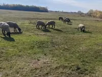 كبش, White Suffolk sheep — الصورة 5