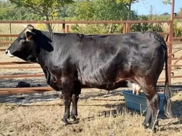 Vache, Race brune des Carpates