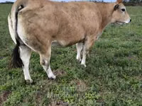 公牛, Partenaise cattle — 照片 6