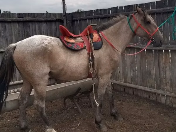公马, Altai horse
