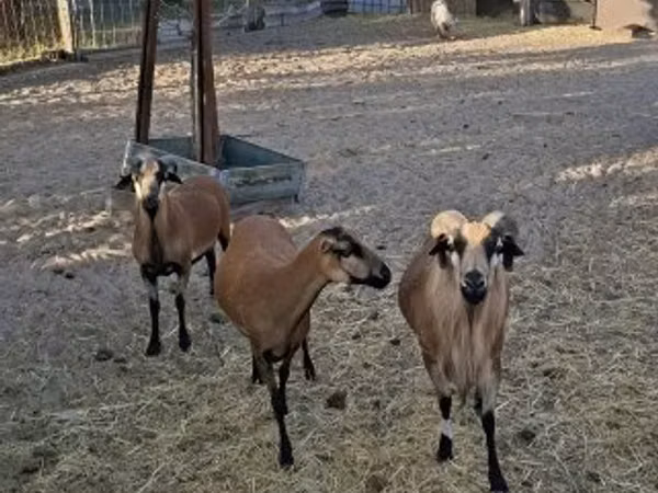 كبش, Cameroon sheep