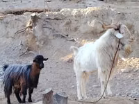母山羊, Irish goat — 照片 2