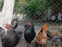 Chickens — फ़ोटो 3