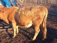 Bulle, Kasachische Weißkopfkuh — Foto 6
