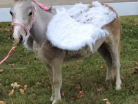 Yegua, Miniature horse — foto 3