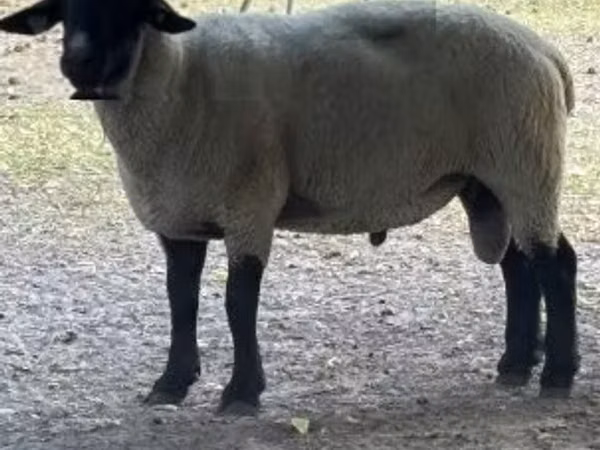 كبش, White Suffolk sheep