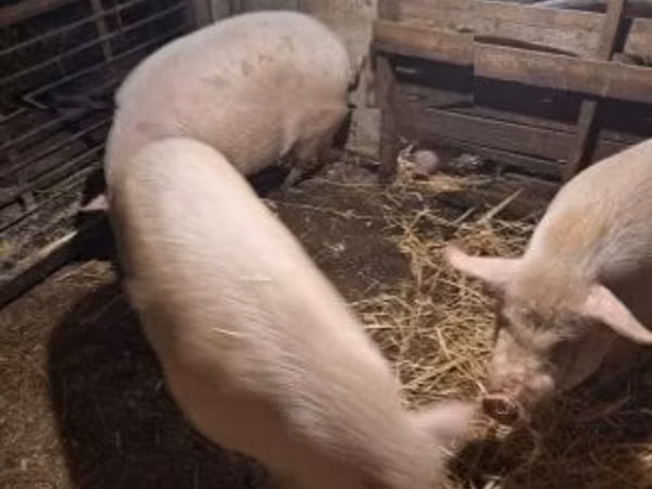 Porcs (lot, sexe non indiqué), 