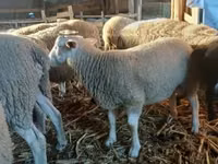 كبش, Romanov sheep — الصورة 4