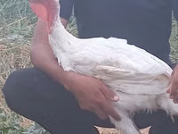 बिग 6 — फ़ोटो 5