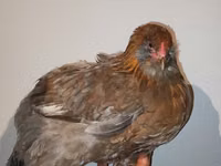 Chickens — फ़ोटो 1