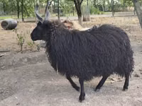 Schaf, Racka sheep — Foto 2