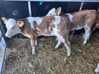 公牛, Simmental cattle — 照片 2