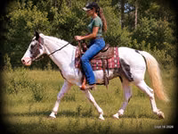 Hengst, National Show Horse — Foto 4