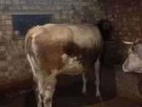 母牛, Cattle — 照片 6