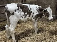 Rinder (Partie, Geschlecht nicht angegeben), Simmental cattle — Foto 5
