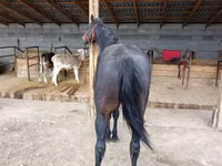 Hengst, Thoroughbred horse — Foto 3