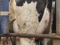 Kuh, Holstein-Rasse — Foto 5