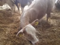 मवेशी (लॉट, लिंग निर्दिष्ट नहीं), Simmental cattle — फ़ोटो 5