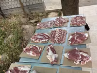 كبش, الأغنام — الصورة 6