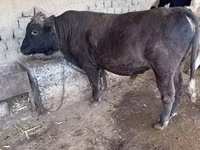 Kuh, Holstein-Rasse — Foto 1