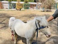 Pferde (Partie, Geschlecht nicht angegeben), Australian Pony — Foto 3