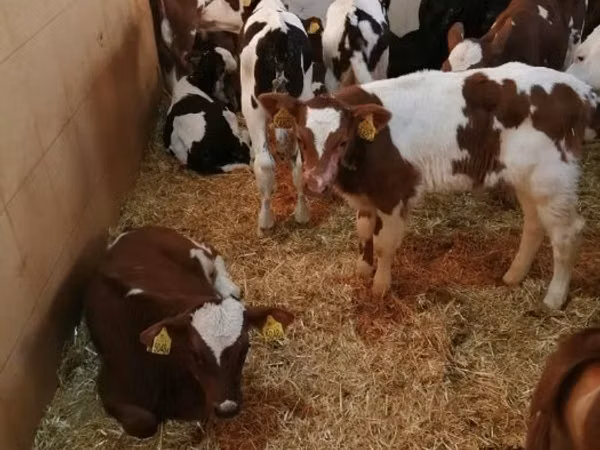 Rinder (Partie, Geschlecht nicht angegeben), Simmental cattle