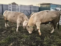 Bulle, Charolais cattle — Foto 3