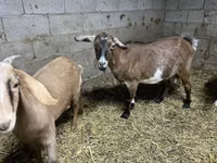 Goat, Kamori goats — photo 4