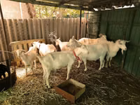 Cabras (lote, sexo no especificado), Saanen goat — foto 5