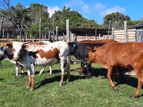 母牛, Nguni cattle