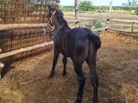 Cheval, Chevaux — photo 7