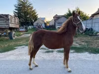 Jument, Chevaux — photo 1