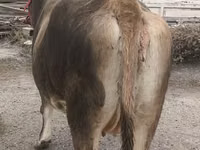 بقرة, Swiss cattle — الصورة 8