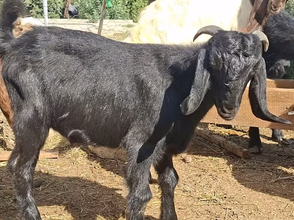 تيس, Anatolian Black goats